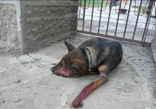 有狂犬病的狗有什么症状